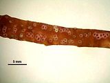 3 - Tallo epifita su Pterocladiella capillacea